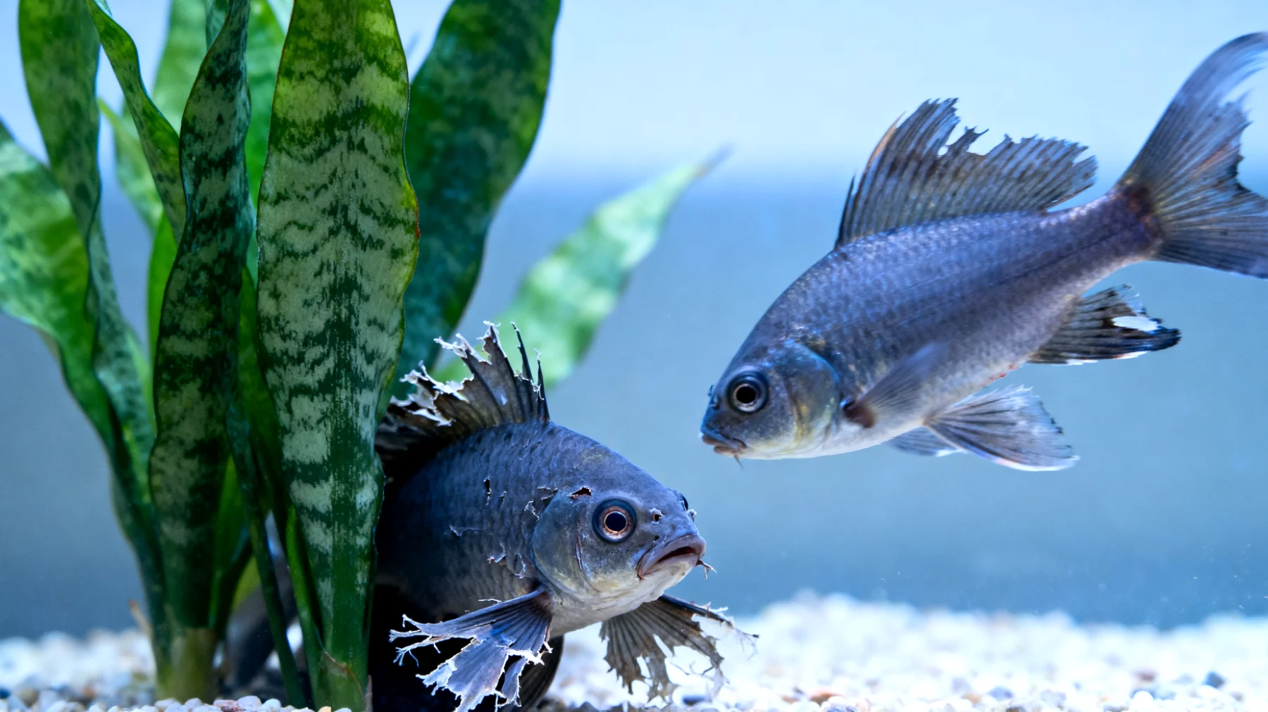 Fische zeigen aggressives Verhalten oder Stress bei der Haltung mit anderen Fischarten im Aquarium, was zu Verletzungen, Flossenschäden oder erhöhter Sterblichkeit führen kann"