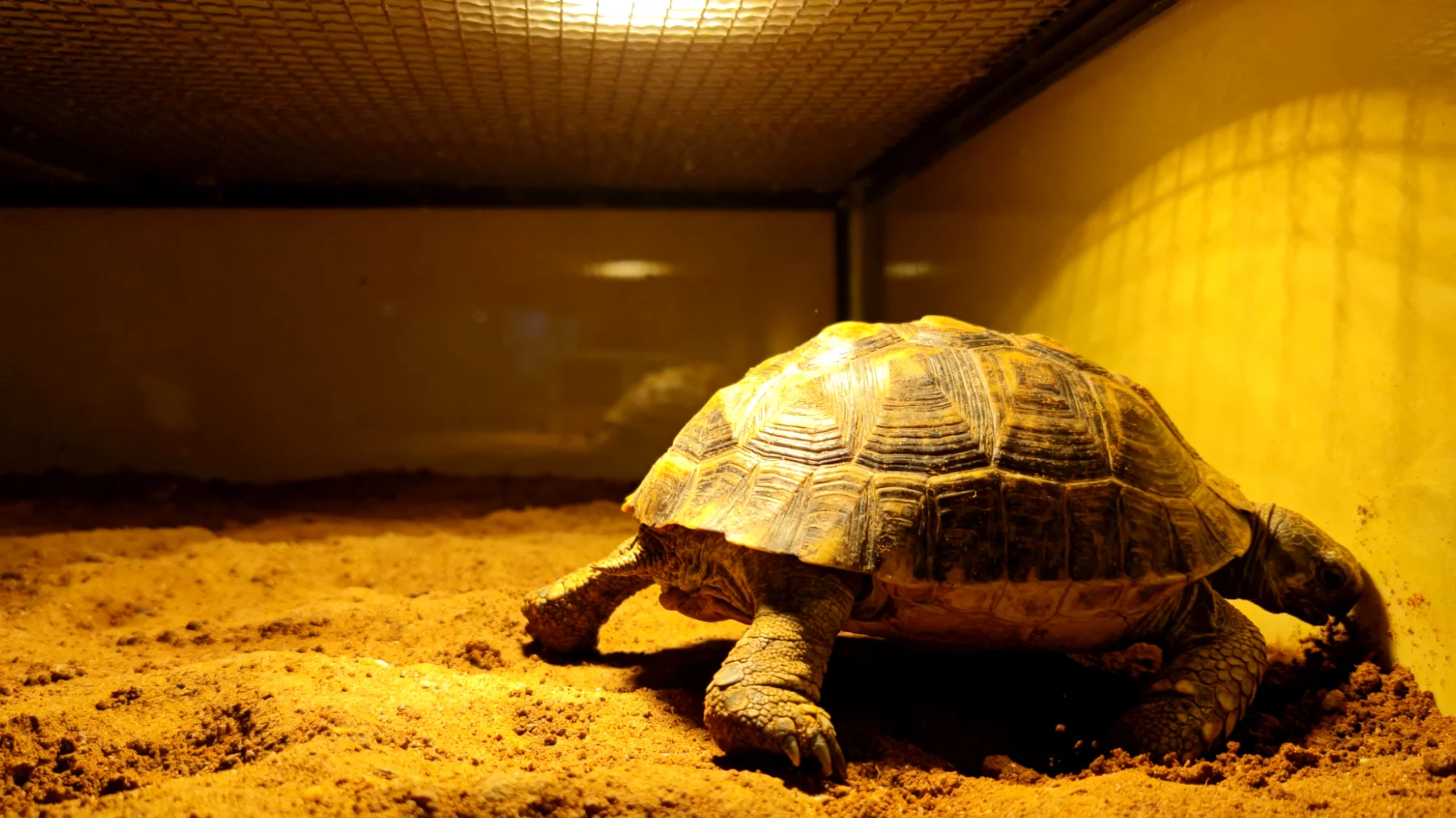 Erwachsene Schildkröten zeigen oft unerwünschtes Verhalten wie übermäßiges Graben, Aggressivität oder Appetitlosigkeit aufgrund von ungeeigneten Haltungsbedingungen, falscher Temperatur oder mangelnder Umgebungsstimulation"